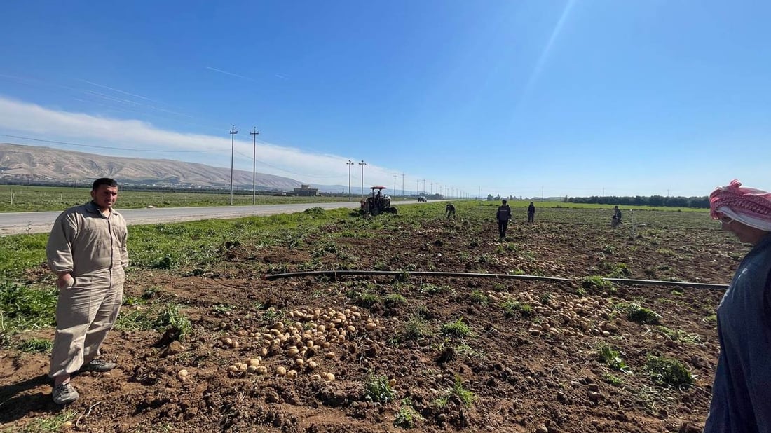 جوتیارانی باشیک هاواریان لێ هەڵساوە دەڵێن “بەرهەمی پەتاتە لەبازاڕ پارە ناکات”