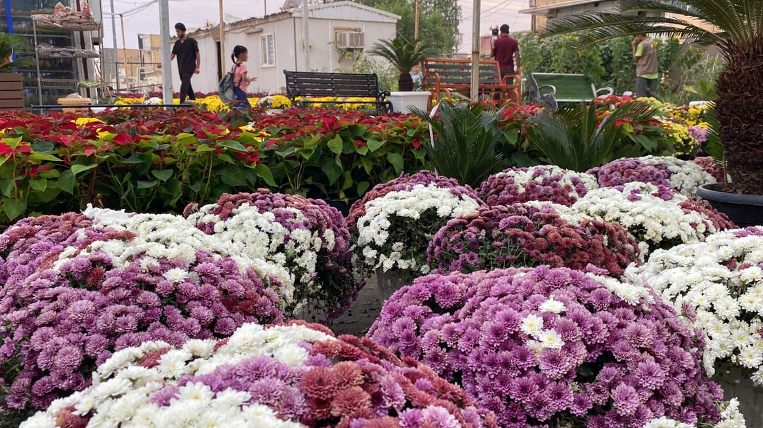 صور مذهلة من الناصرية: تخفيضات كبرى على الجوري والداوودي في مشتل المهندس