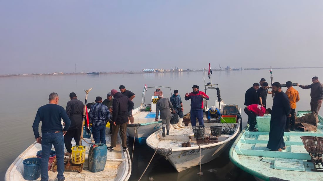 أطنان من السمك.. أم الروبيان والسلطعون في علوة الفاو (صور)