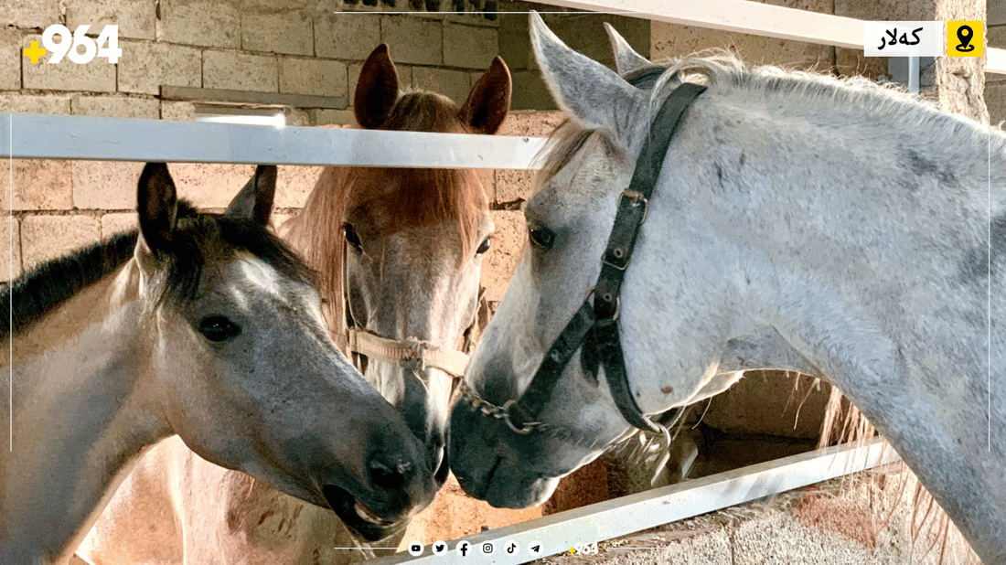 ئێستا دەتوانیت لە کەلار خۆت فێری ئەسپسواری بکەیت