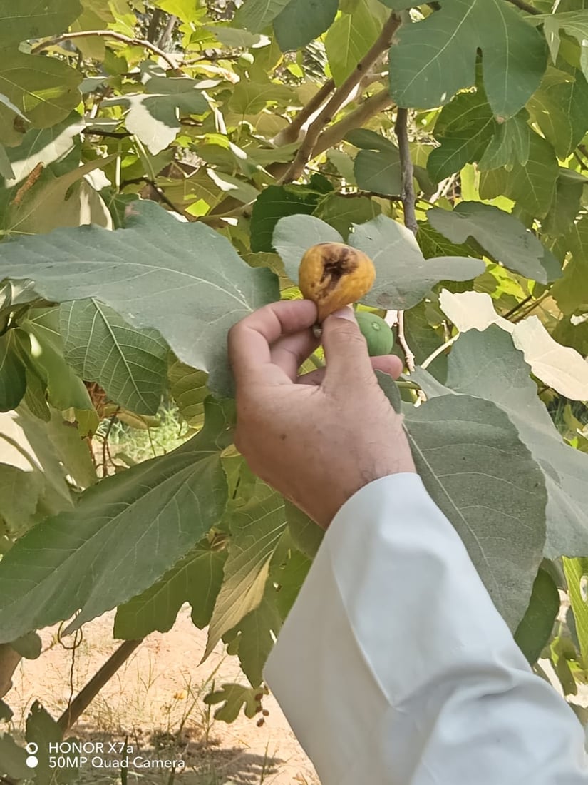ذبابة أميركية تفتك بفواكه العراق.. الدولة تلوم مزارعي كربلاء (صور)