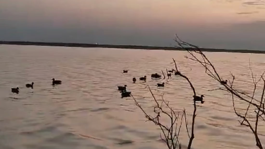 Bird hunting persists in Basra despite declining populations and ban