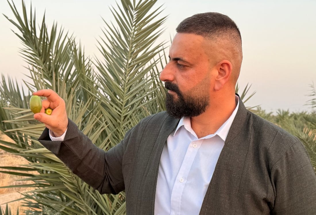 لە بەریتانیاوە بۆ کەلار؛ پێنج هەزار دارخورما بەرهەمیان گەیشت