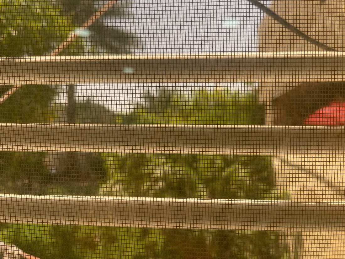 البعوض يغزو العراق مع نهاية الشتاء.. “استنفار” شعبي ورسمي في بعقوبة