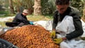 Farmers in Karbala stick with cheaper Zahdi dates that keep for a year