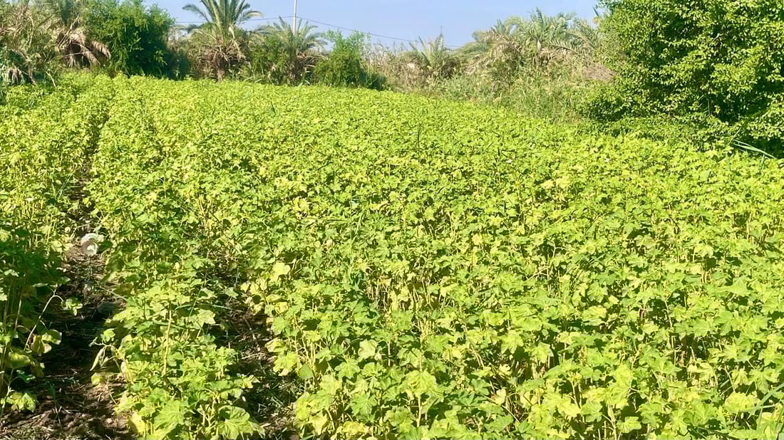 شمال البصرة يباهي بالباميا النادرة.. “البترة” العراقية هي الأفضل لهذه الأسباب