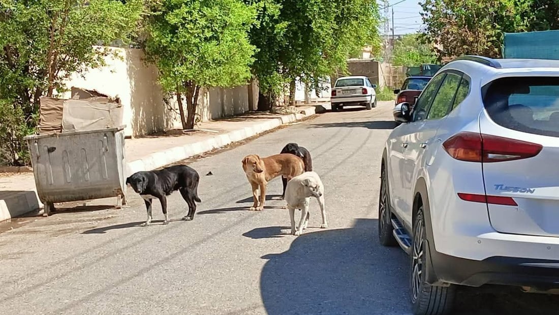 مامۆستایەکی ئاینی: نابێ بە پێدانی ژەهر سەگ لەناو ببرێ