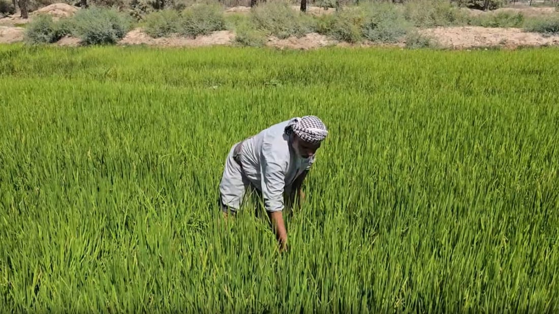 مفاجأة.. نجح رز العنبر في صحراء البصرة وليس على طريقة الفراتيين الكارثية!