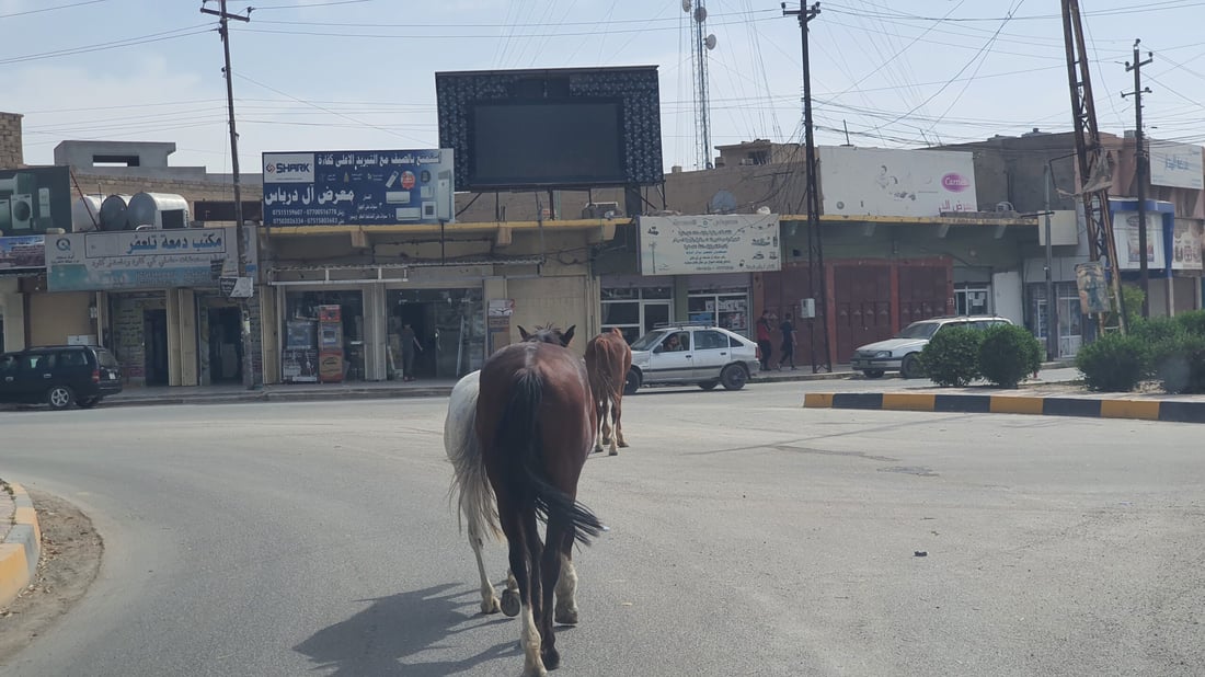 صور: خشية من تسرب لحمها للمطاعم.. حمير وبغال “تجتاح” شوارع تلعفر