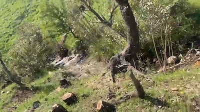 پۆلیسی دارستانی سلێمانی بەدوای داربڕەکانی خەلەکاندا دەگەڕێت