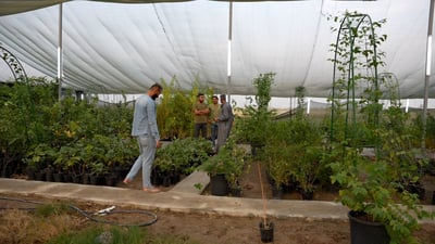 الأشجار للجميع برأس المال.. بصراوي يجهز شتلات الكالبتوز وخطة 2026 واعدة