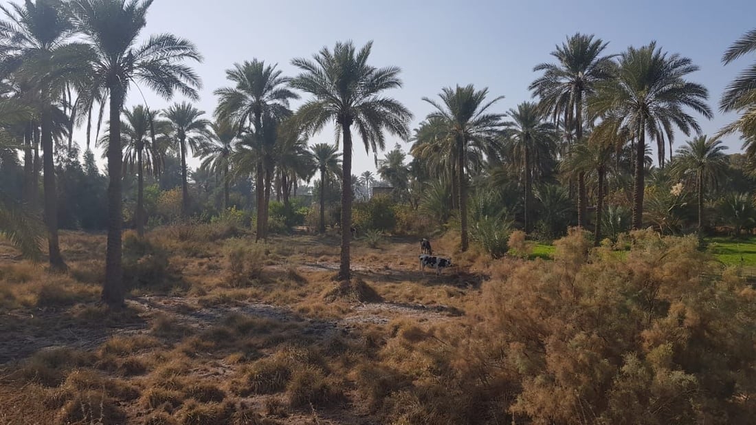 صور من بساتين الاسكندرية: المزارعون كافحوا مرض العناكب والخياس على نفقتهم!
