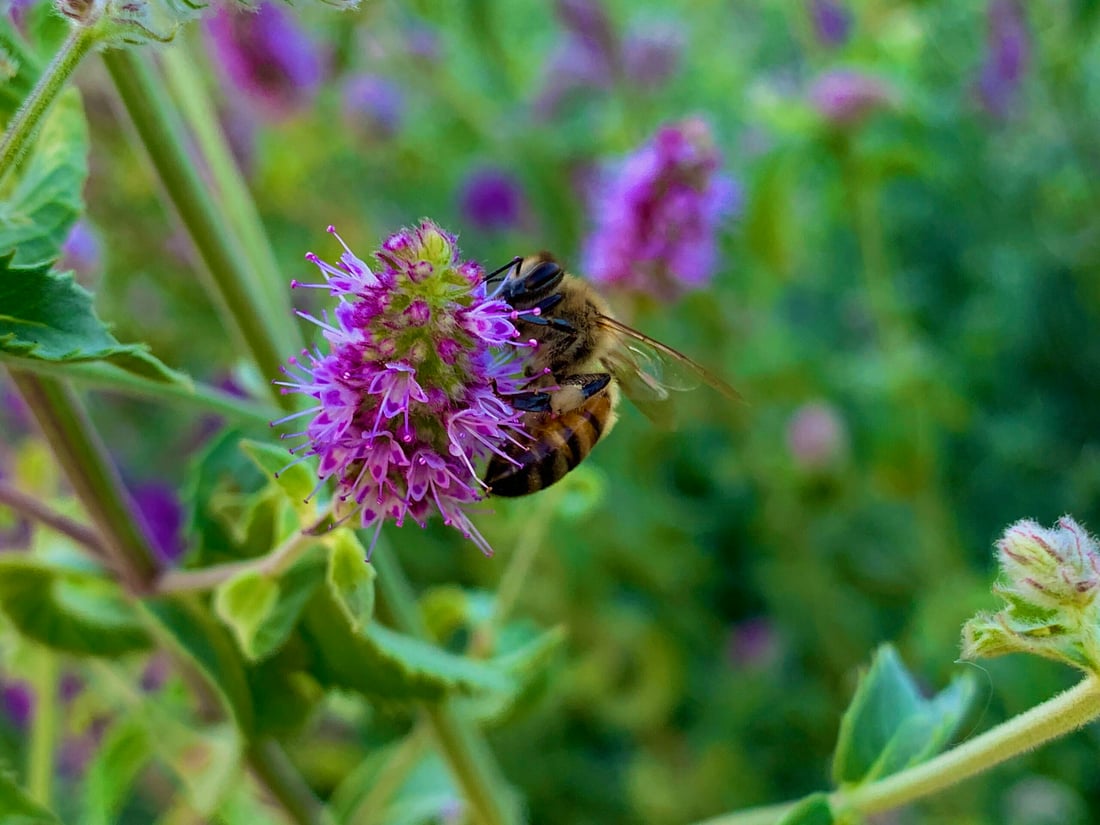 ئەمساڵ بەرهەمی هەنگوین لەپشدەر لە نیوە کەمتر بووەتەوە