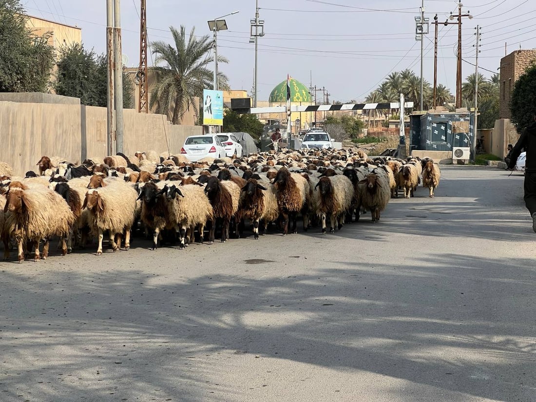 صور: القوات الأمنية تؤمن انتقال 10 آلاف رأس غنم إلى الشامية غرب الأنبار
