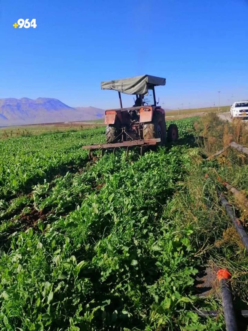 Police destroys crops after farmer allegedly uses sewage waste water to irrigate fields