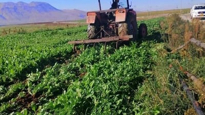 Police destroys crops after farmer allegedly uses sewage waste water to irrigate fields