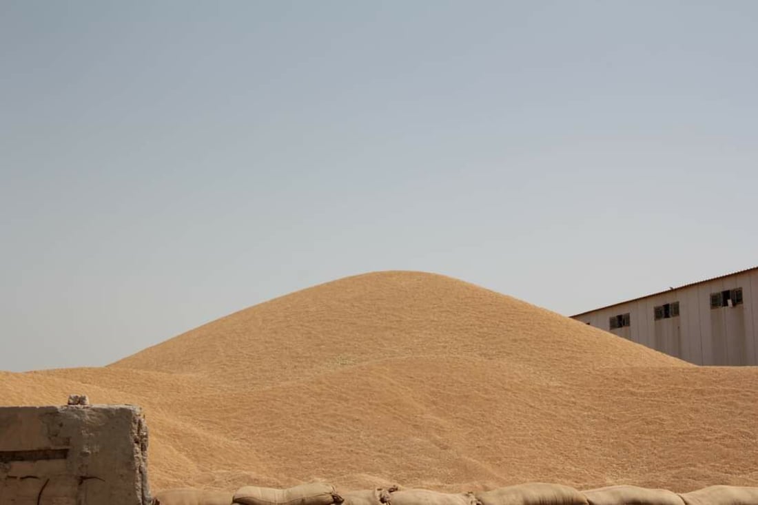 قمح السماوة يسجل مستويات غير مسبوقة والفلاحون سعداء: التسويق مختلف هذا العام