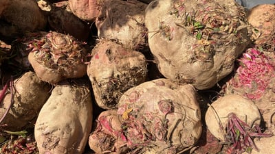 Duhok’s beet harvest surges despite challenges from diseases and Turkish airstrikes