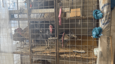 ئاگاتان لێیە قەل هەرزان بووە