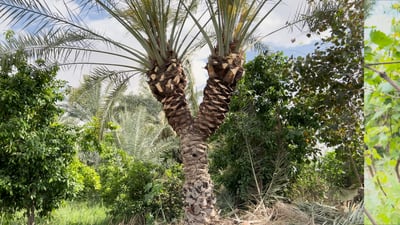 Red palm weevil hollows out Diyala’s date groves as farmers fight to save dying palms