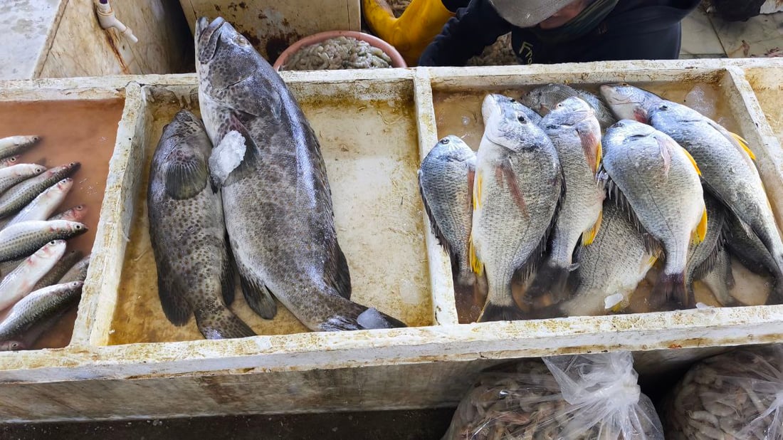 سمكة الضلعة لم تتأثر بالحرب.. 5 أطنان في مرسى النقعة (صور)