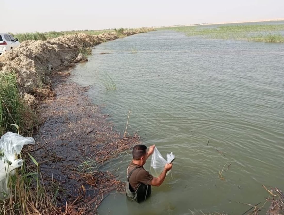 شبوط وكارب في بحر النجف.. إطلاق أكثر من 5 ملايين إصبعية بهور الفتحة (صور)