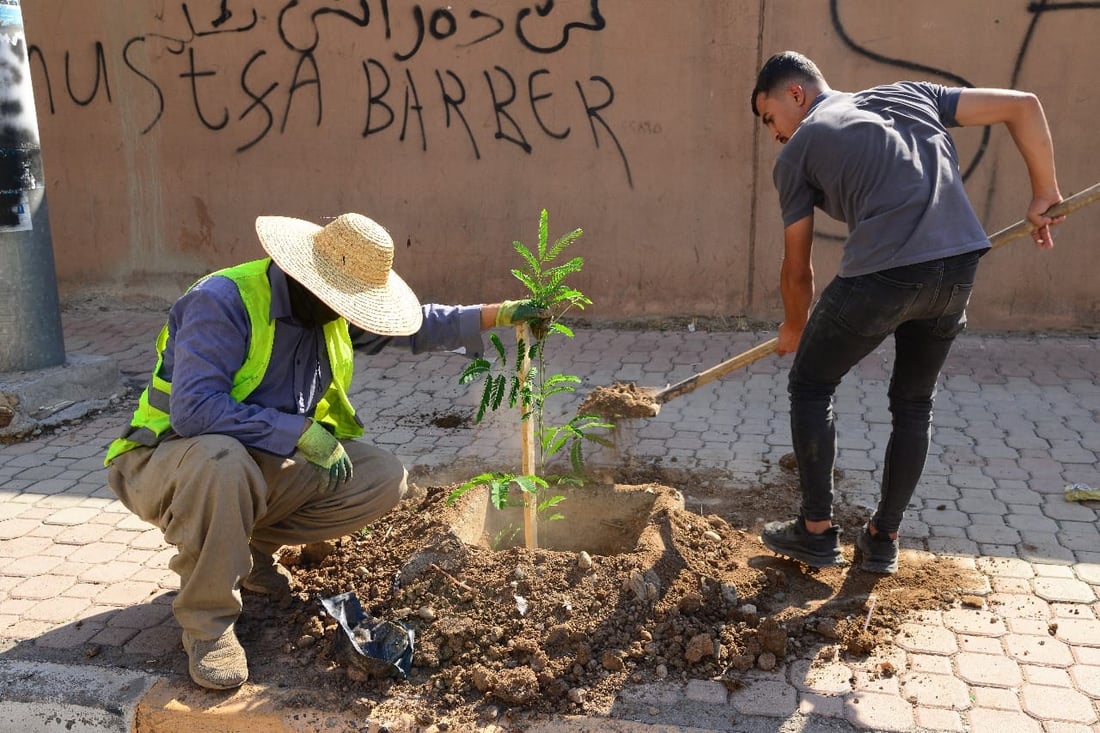 شەقامی 30 مەتری بە 300 دار سەوز کرا