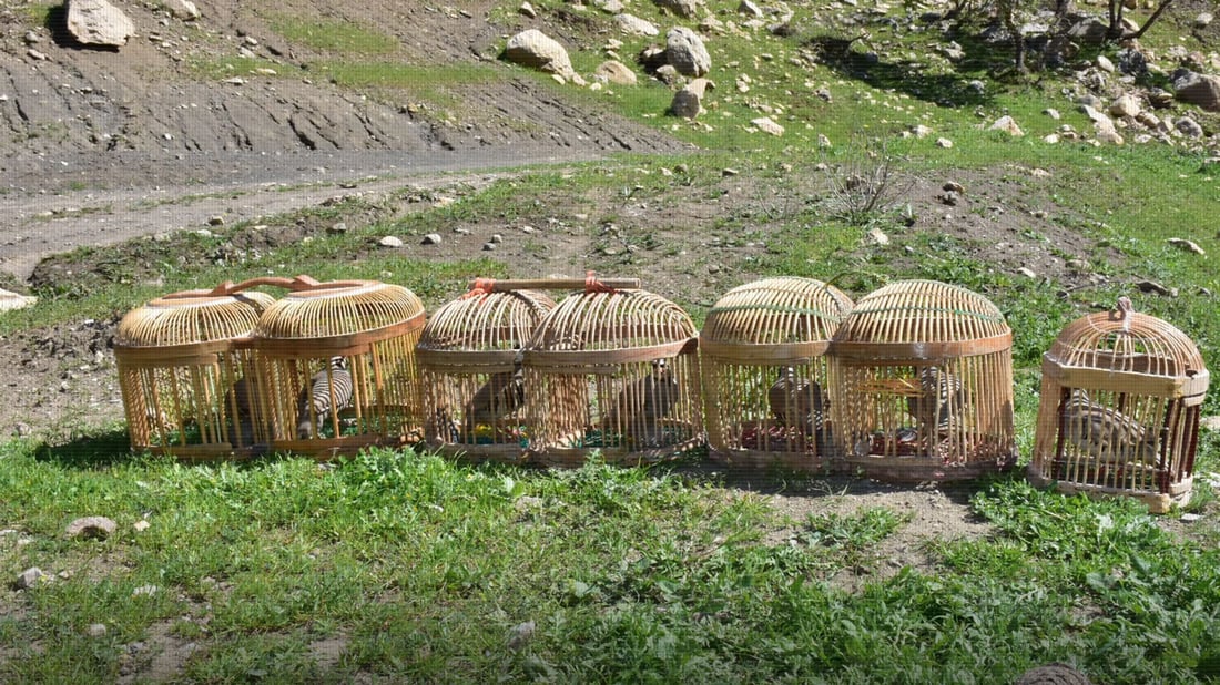 لە گوندێکی زەڕایەن هەشت کەو ئازاد کران