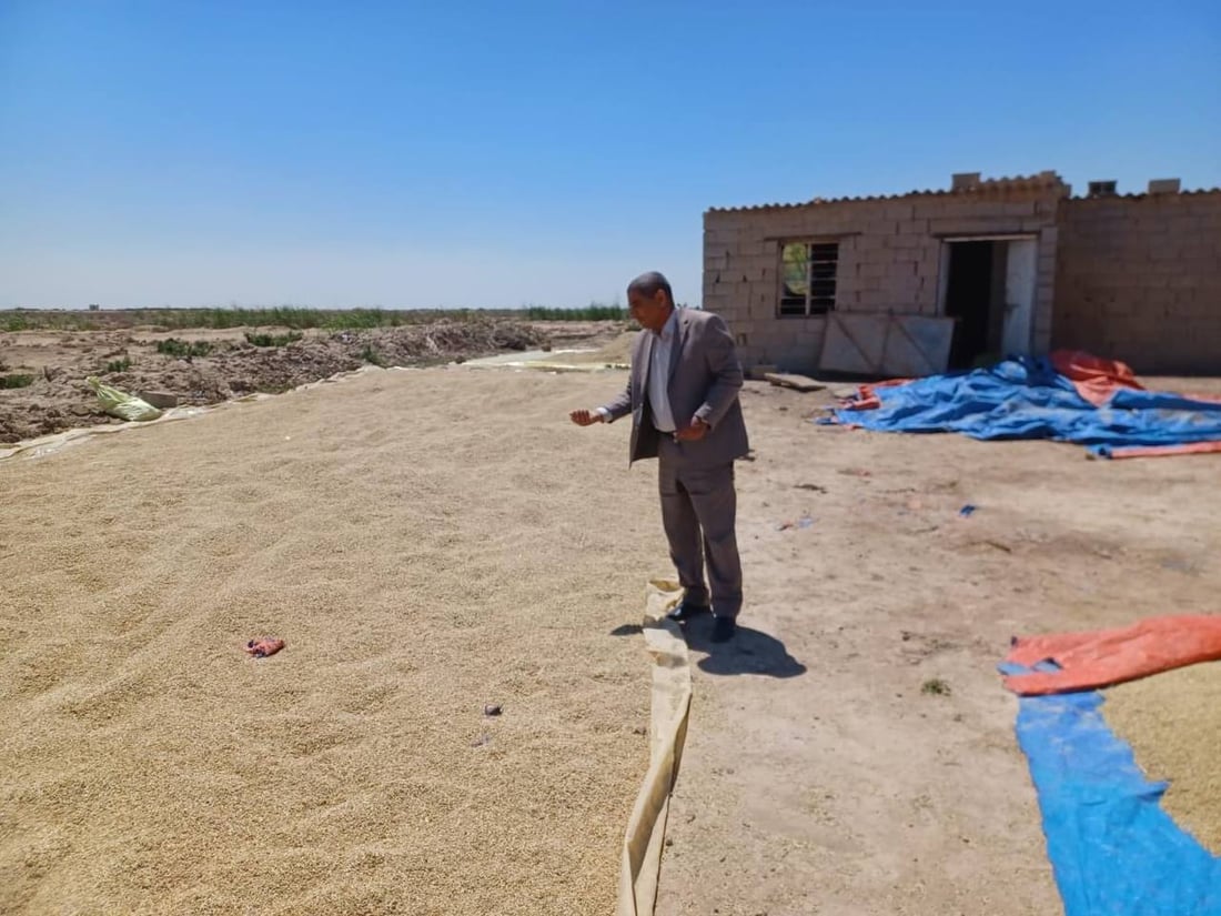 من الدبوني يبدأ حصاد الحنطة في واسط.. الزراعة “الهرفية” تنهي الموسم بنجاح (صور)