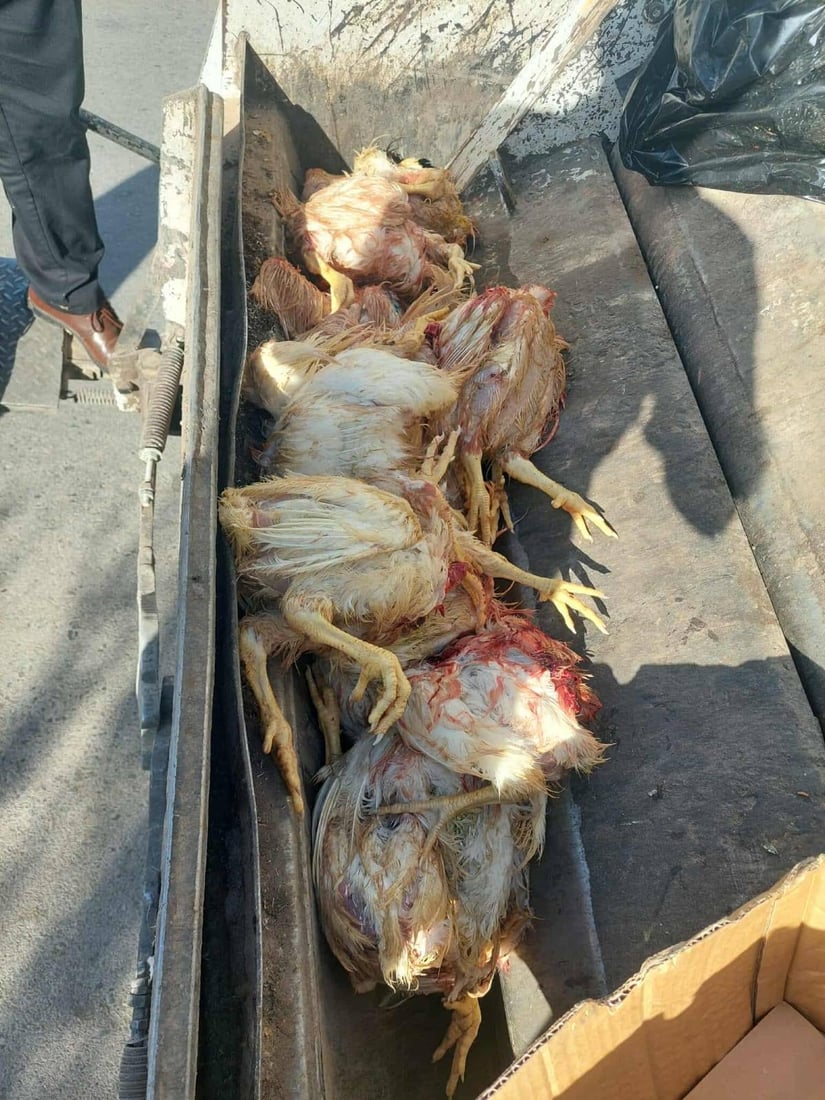 لە هەڵەبجە 30 مریشکی زیندوو دەستیان بەسەرداگیرا و لەناوبران