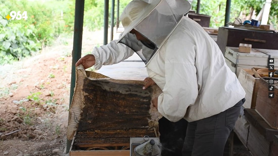 هەنگەکانی دهۆک مەترسی لە ناوچوونیان هەیە