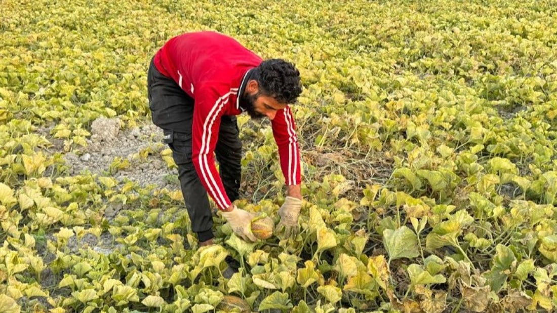 فيديو: بطيخ “الديرة” سيتوفر حتى نهاية 11.. وتلك النكهة لم تتغير