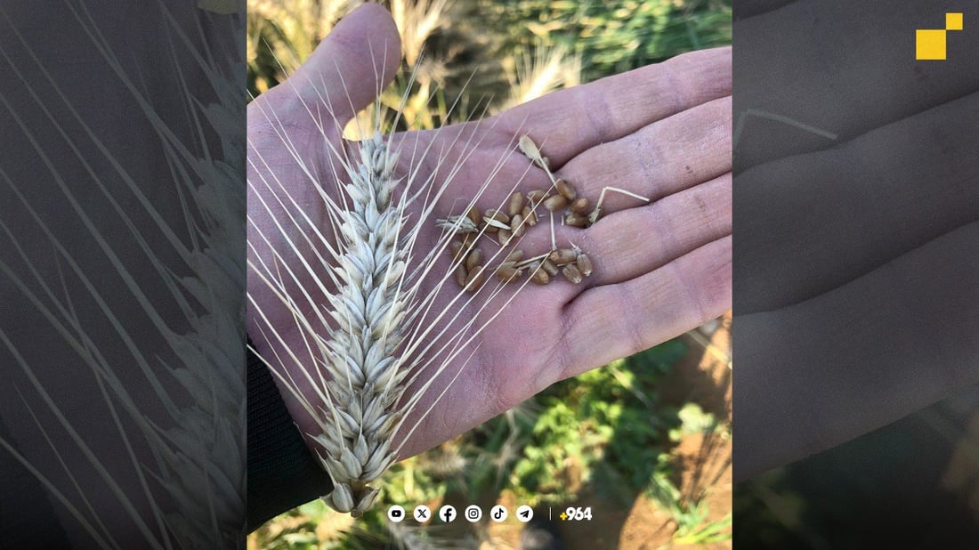 964mediaصورة من منصة (شبكة): 