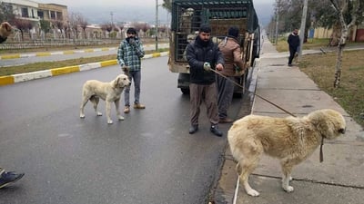 Stray Koya dogs to be sent to Erbil shelter