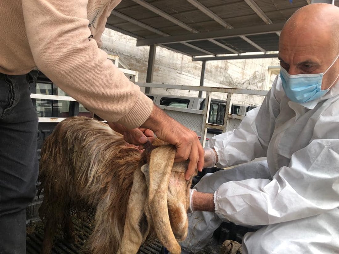 ڤێتێرنه‌رى دهۆك خزمه‌تگوزارى رۆژانه‌ى بۆ ئاژه‌ڵان هه‌یه‌