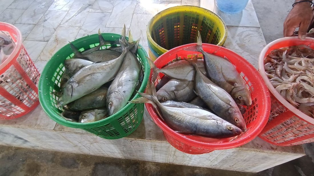 صور: عواصف “البارح” انتهت والأسماك عادت إلى الفاو.. 500 كغم زبيدي