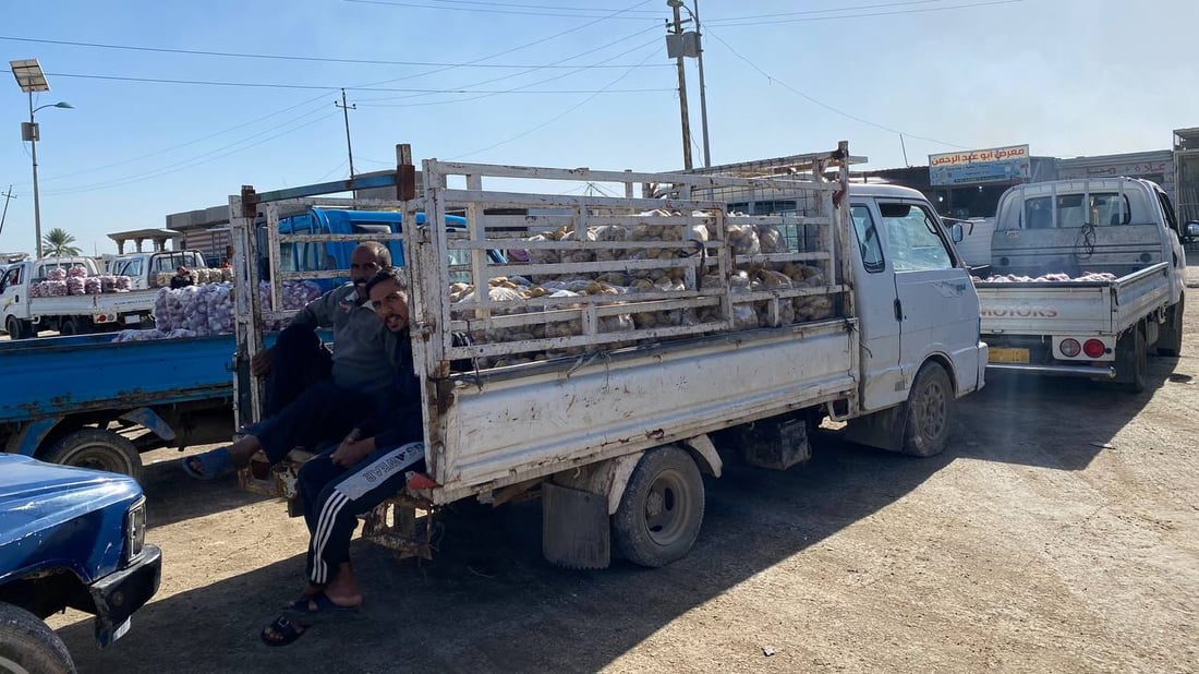 صور: بطاطا الرضوانية الشتوية لا تربح.. طن البذور بـ 27 ورقة!