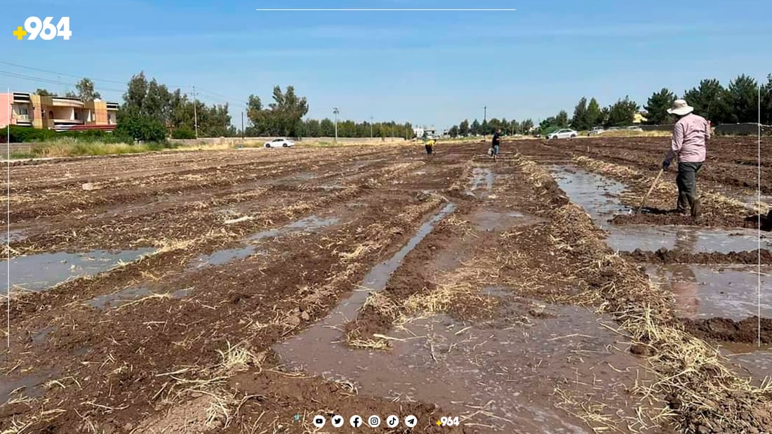 جووتیارەکانی گوندی بلان چاندنی برنجیان دەستپێکرد