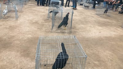 مریشكی جنجڕی هه‌ولێر نرخه‌كه‌ی 15 وه‌ره‌قه‌یه‌