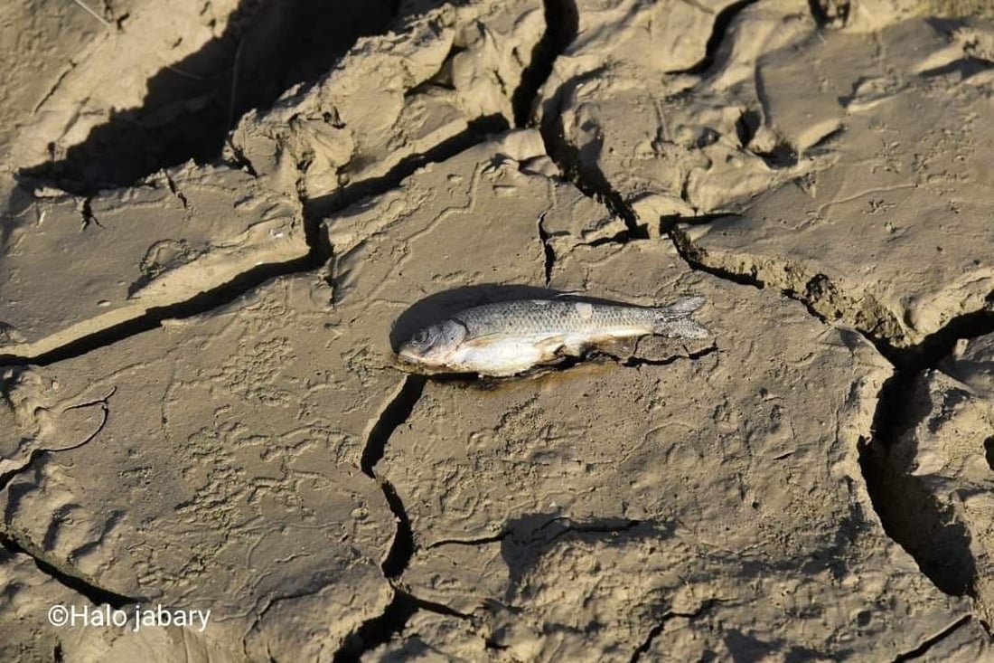بەهۆى وشکبوونى سەرچاوەى ئاوى حەسار 10 هەزار پەنجەماسى گواسترانەوە
