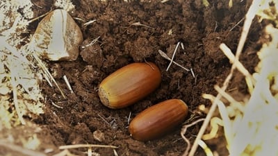 زیاتر لە 100,000 بەڕوو لە چیاکانی کوردستان چێنران