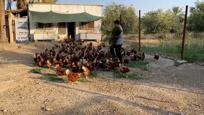 دجاج عراقي يأكل الليمون والأعشاب والكركم والثوم وينتج أطيب بيض!
