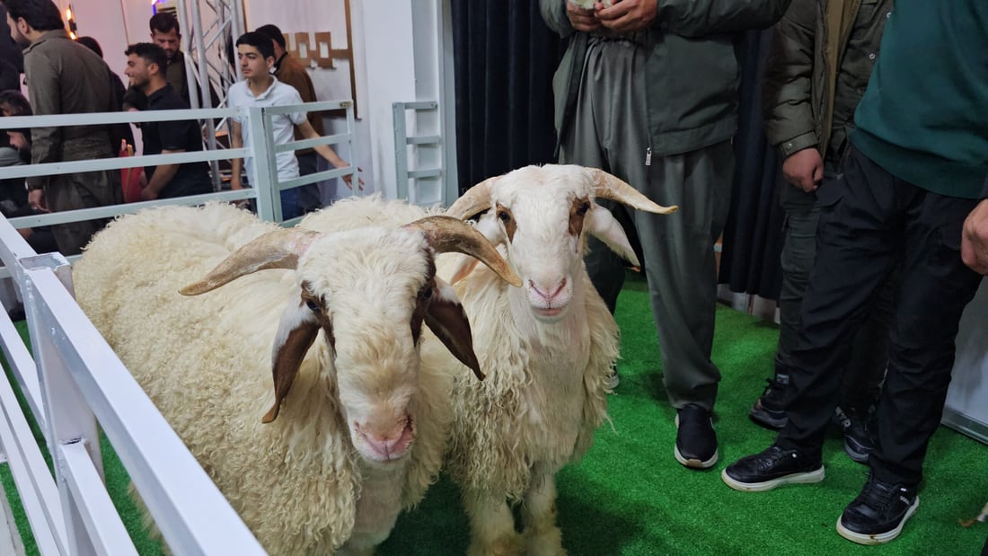 پێشبڕکێی جوانترین بەران لە هەولێر بەڕێوەچوو