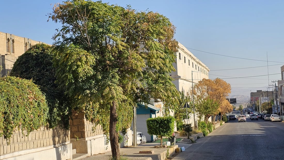 دار چەترەکانی شەقامی عەونی کۆیە زەرد هەڵگەڕاون و وشکبوون