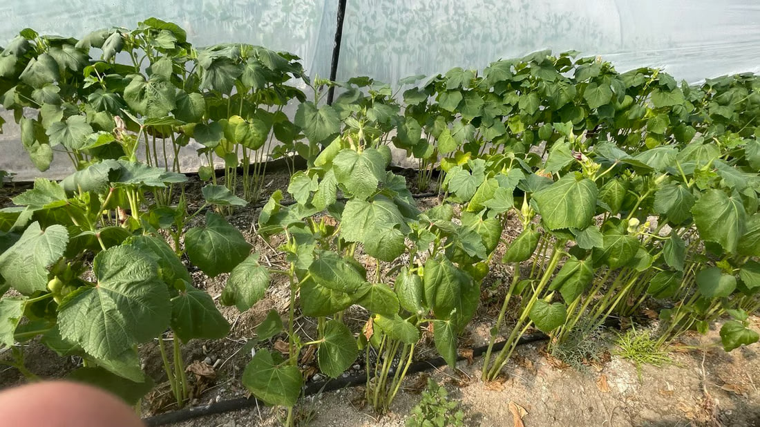Basra okra fetching $13 per kilo