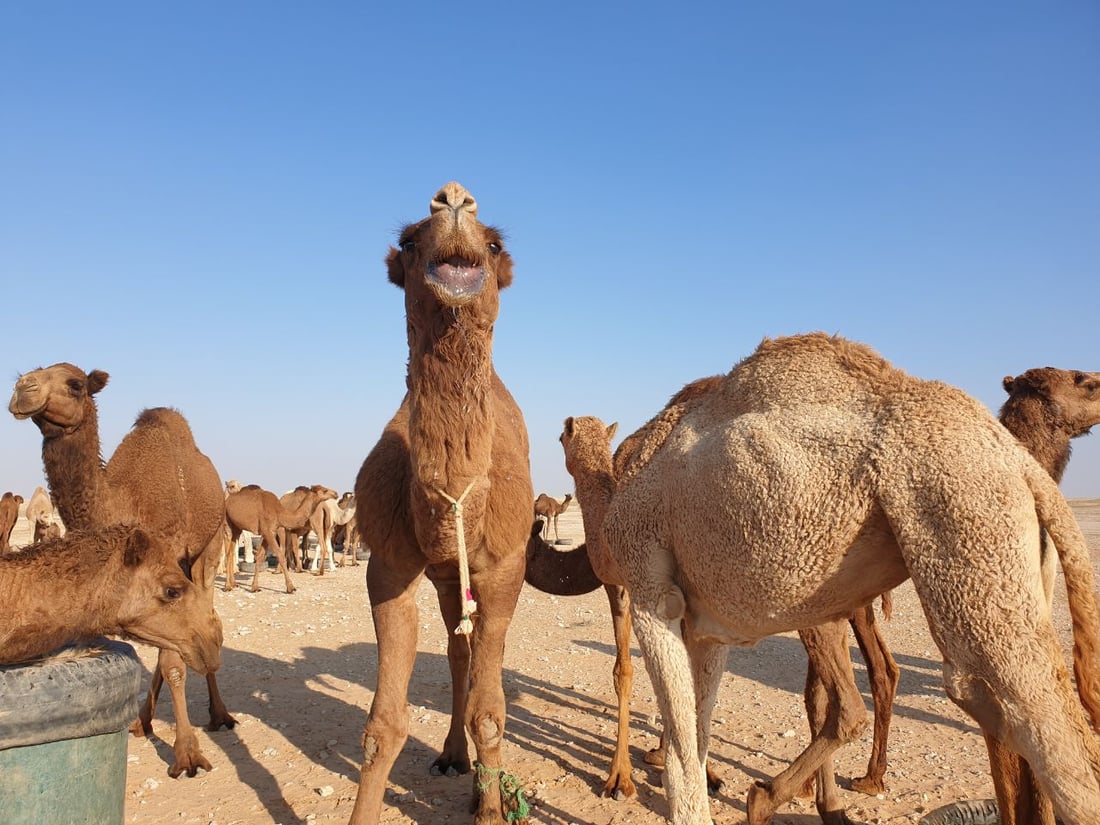 كل شيء عن إبل العراق.. الجودية بـ60 مليوناً.. وناقة الرمادي رخيصة للولائم