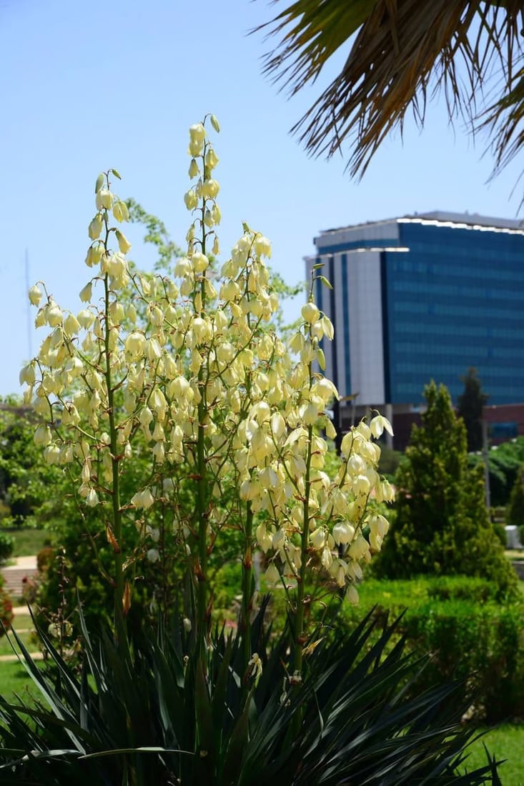 صور: منتزه “كل كند” وسط أربيل يتزين بأكثر من 9000 شجرة و 20 نوعاً من الأزهار