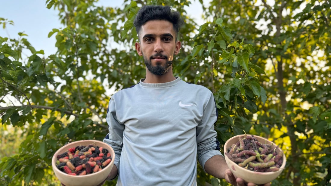 صور: أول قطفة “تكي” نجفي.. أبيض وأحمر بنكهة ربيع المشخاب و”للعزاز فقط” أحياناً