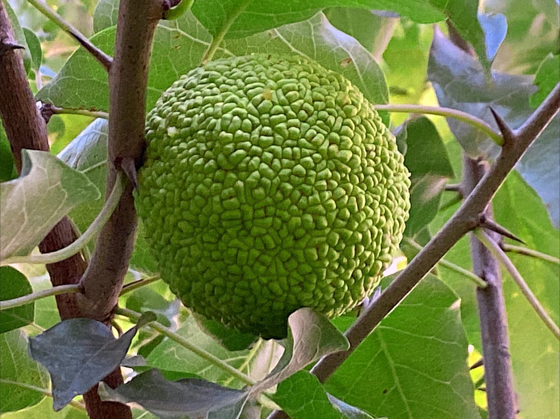 فيديو: “تكّي” بحجم التفاحة في السليمانية والشجرة انتقلت من طهران