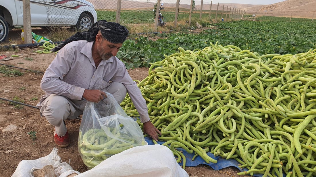 صور من سهول ومحصول “تعروزي” بعشيقة.. أطنان من قرية “عمر قابچي” إلى الأسواق